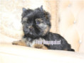 /album/yorkshire-terrier-rude-v1-frei/folie2-jpg1/