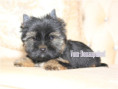 /album/yorkshire-terrier-rude-v1-frei/folie3-jpg3/