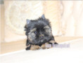 /album/yorkshire-terrier-rude-v1-frei/folie4-jpg/