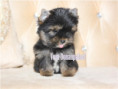/album/yorkshire-terrier-rude-v3-frei/folie1-jpg5/