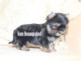 /album/yorkshire-terrier-rude-v3-frei/folie2-jpg4/