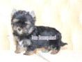 /album/yorkshire-terrier-rude-v3-frei/folie3-jpg9/