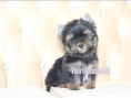 /album/yorkshire-terrier-rude-v3-frei/folie4-jpg5/