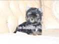 /album/yorkshire-terrier-rude-v3-frei/folie5-jpg5/