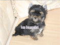 /album/yorkshire-terrier-rude-v3-frei/folie6-jpg4/