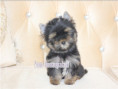 /album/yorkshire-terrier-rude-v3-frei/folie7-jpg3/