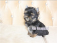 /album/yorkshire-terrier-rude-v3-frei/folie8-jpg2/