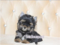 /album/yorkshire-terrier-rude-v3-frei/folie9-jpg/