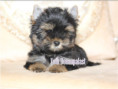 /album/yorkshire-terrier-rude-v3-frei/folie10-jpg2/