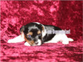 /album/biewer-yorkshire-terrier-madchen-frei/folie1-jpg8/