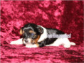 /album/biewer-yorkshire-terrier-madchen-frei/folie2-jpg5/