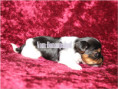 /album/biewer-yorkshire-terrier-madchen-frei/folie3-jpg11/