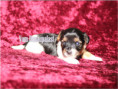 /album/biewer-yorkshire-terrier-madchen-frei/folie4-jpg6/