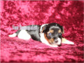 /album/biewer-yorkshire-terrier-madchen-frei/folie5-jpg6/