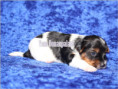 /album/biewer-yorkshire-terrier-rude-frei1/folie1-jpg17/