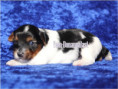 /album/biewer-yorkshire-terrier-rude-frei1/folie4-jpg16/
