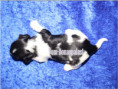 /album/biewer-yorkshire-terrier-rude-frei1/folie5-jpg15/