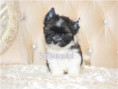 /album/mini-biwrendle-mosaik-yorkshire-terrier-rude-frei/folie1-jpg4/