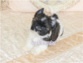 /album/mini-biwrendle-mosaik-yorkshire-terrier-rude-frei/folie2-jpg2/
