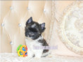 /album/mini-biwrendle-mosaik-yorkshire-terrier-rude-frei/folie4-jpg2/