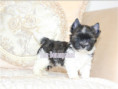 /album/mini-biwrendle-mosaik-yorkshire-terrier-rude-frei/folie8-jpg3/