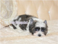 /album/mulberry-yorkshire-terrier-rude-frei/folie1-jpg10/