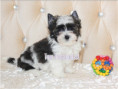 /album/mulberry-yorkshire-terrier-rude-frei/folie2-jpg10/