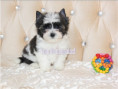 /album/mulberry-yorkshire-terrier-rude-frei/folie4-jpg10/