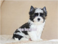 /album/mulberry-yorkshire-terrier-rude-frei/folie6-jpg5/