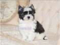 /album/mulberry-yorkshire-terrier-rude-frei/folie8-jpg7/