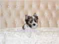 /album/helle-mulberry-yorkshire-terrier-rude-frei/folie1-jpg14/