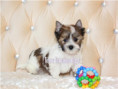 /album/helle-mulberry-yorkshire-terrier-rude-frei/folie2-jpg13/