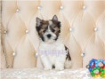 /album/helle-mulberry-yorkshire-terrier-rude-frei/folie3-jpg21/