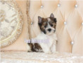 /album/helle-mulberry-yorkshire-terrier-rude-frei/folie5-jpg14/