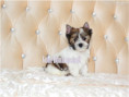 /album/helle-mulberry-yorkshire-terrier-rude-frei/folie10-jpg4/
