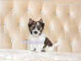 /album/helle-mulberry-yorkshire-terrier-rude-frei/folie11-jpg/