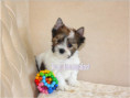 /album/helle-mulberry-yorkshire-terrier-rude-frei/folie12-jpg1/