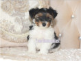 /album/biewer-yorkshire-terrier-rude-frei1/folie2-jpg14/