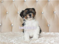 /album/biewer-yorkshire-terrier-rude-frei1/folie3-jpg22/