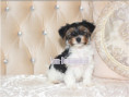 /album/biewer-yorkshire-terrier-rude-frei1/folie4-jpg16/