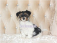 /album/biewer-yorkshire-terrier-rude-frei1/folie5-jpg15/