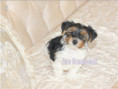 /album/biewer-yorkshire-terrier-rude-frei1/folie6-jpg15/