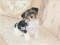 /album/biewer-yorkshire-terrier-rude-frei1/folie7-jpg13/