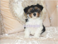 /album/biewer-yorkshire-terrier-rude-frei1/folie8-jpg12/