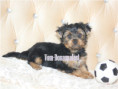 /album/yorkshire-terrier-rude-frei-kein-mini/folie1-jpg18/