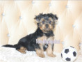 /album/yorkshire-terrier-rude-frei-kein-mini/folie2-jpg16/