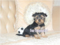 /album/yorkshire-terrier-rude-frei-kein-mini/folie3-jpg23/