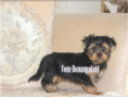 /album/yorkshire-terrier-rude-frei-kein-mini/folie4-jpg17/