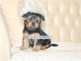 /album/yorkshire-terrier-rude-frei-kein-mini/folie5-jpg16/