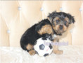 /album/yorkshire-terrier-rude-frei-kein-mini/folie6-jpg16/